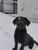 Щенки лабрадора от питомника MercuryPuppy