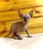 Канадский сфинкс котята-голенькие-с голубыми глазками