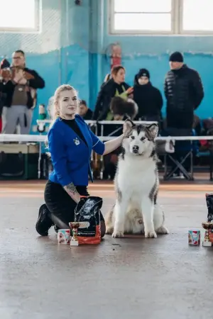 Услуги хендлера в Минске