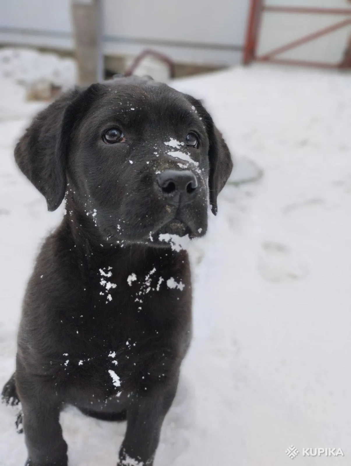 Щенки лабрадора от питомника MercuryPuppy