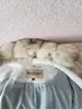 Женское  пальто.