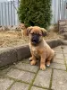 Щенки в добрые руки