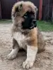 Щенки кавказской овчарки