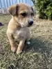 Щенки в добрые руки