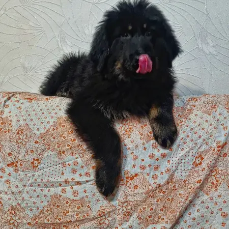 Тибетский мастиф