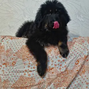 Тибетский мастиф