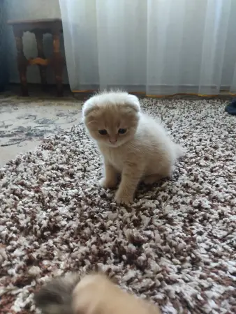 Шотландский котёнок