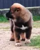 Щенки кавказской овчарки
