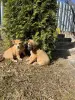 Щенки в добрые руки