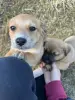Щенки в добрые руки