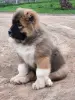 Щенки кавказской овчарки