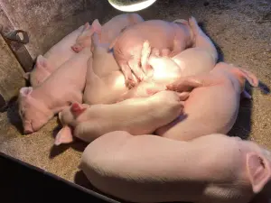 Продажа поросят, свиньи откорм 🐷