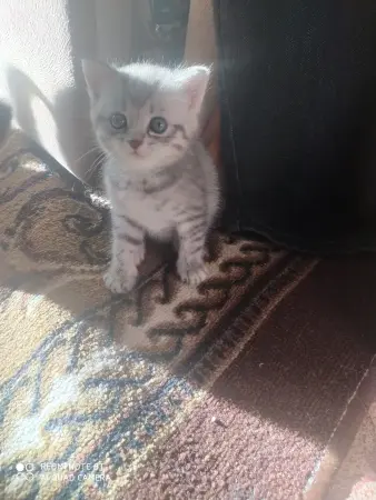 Шотландские котята