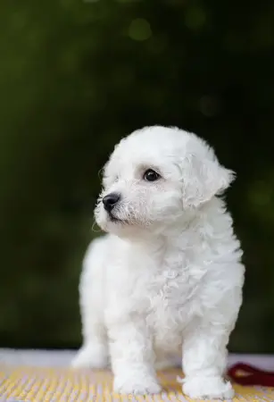 Гиппоалергенная собака