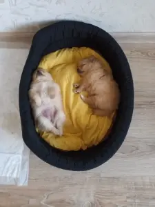 Щенки шпица
