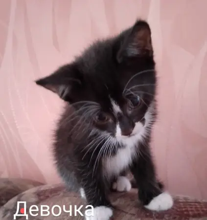 Котята