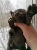 Шотландские прямоухие котята в Молодечно
