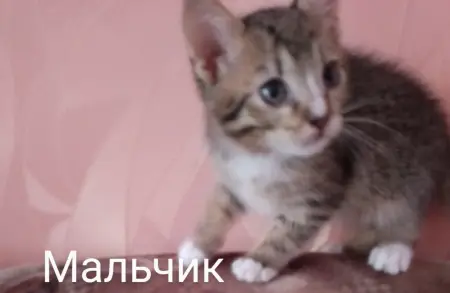Котята
