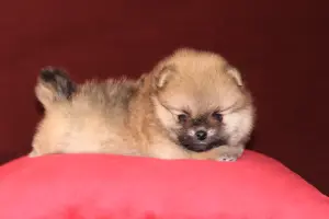 Микро померанский шпиц