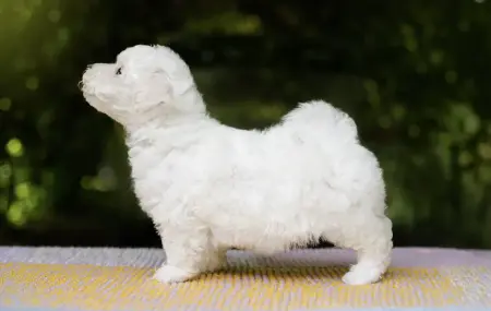 Гиппоалергенная собака - Поставы - 56803 - Доска объявлений Kupika.by - Фото 2