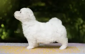 Гиппоалергенная собака