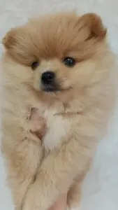Щенки шпица