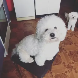 Гиппоалергенная собака