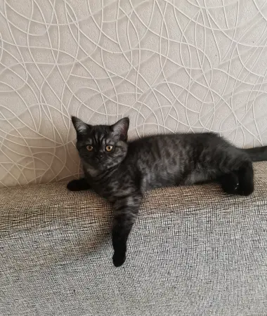 Шотландские чистокровные котята