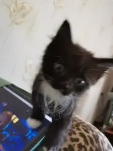 Шотландские прямоухие котята в Молодечно