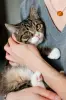 Дейва - полосатая красотка кошка