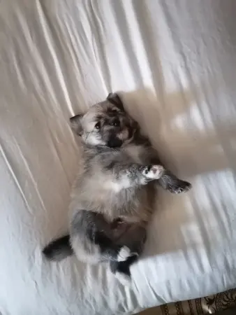 Щенки