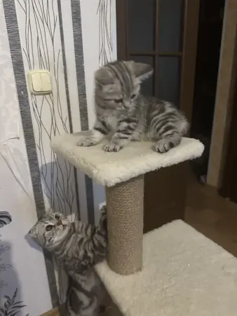Шотландские котята