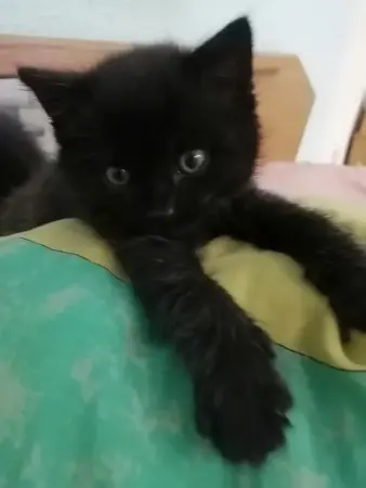 Котёнок в добрые ручки