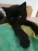 Котёнок в добрые ручки