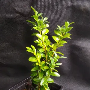 Самшит (Buxus)