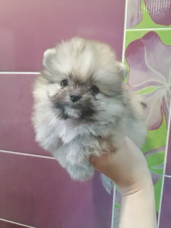 Померанский шпиц