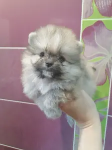 Померанский шпиц