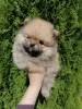 Померанский шпиц