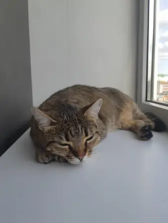 Молодая кошечка,стерилизована