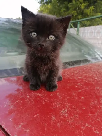 Котёнок в добрые ручки