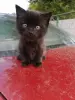 Котёнок в добрые ручки