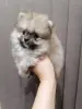 Померанский шпиц МИНИ