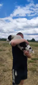 Щенок среднеазиатской овчарки