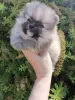 Померанский шпиц