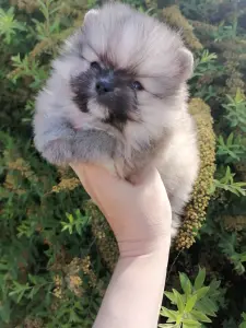 Померанский шпиц