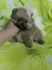 Померанский шпиц