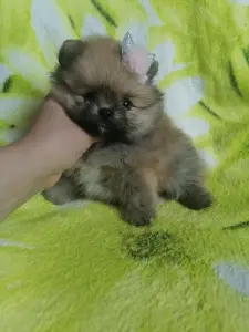 Померанский шпиц