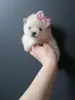 Померанский шпиц