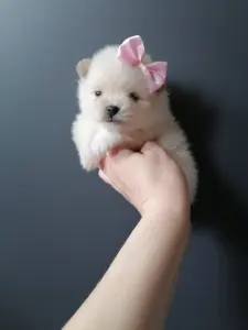 Померанский шпиц