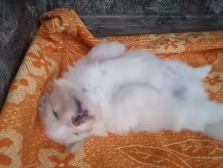 Щенки